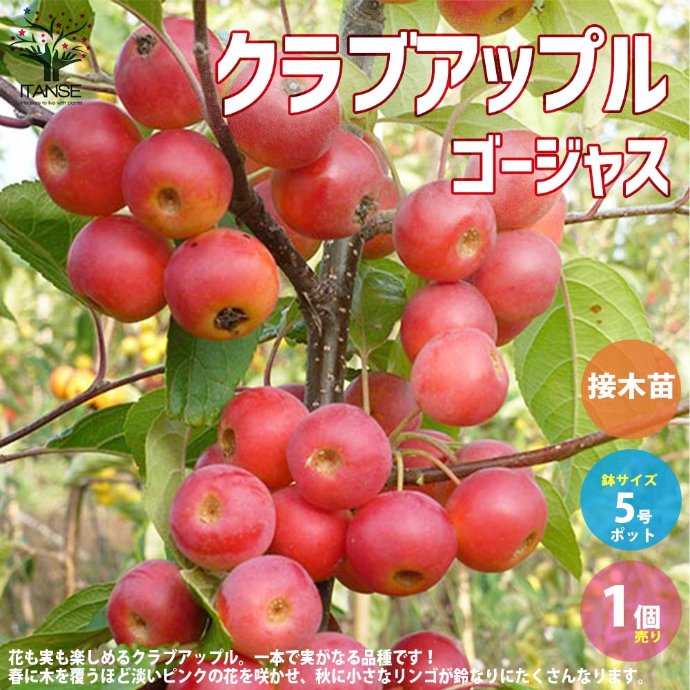 Itanse良品ｾﾚｸﾄ通販
