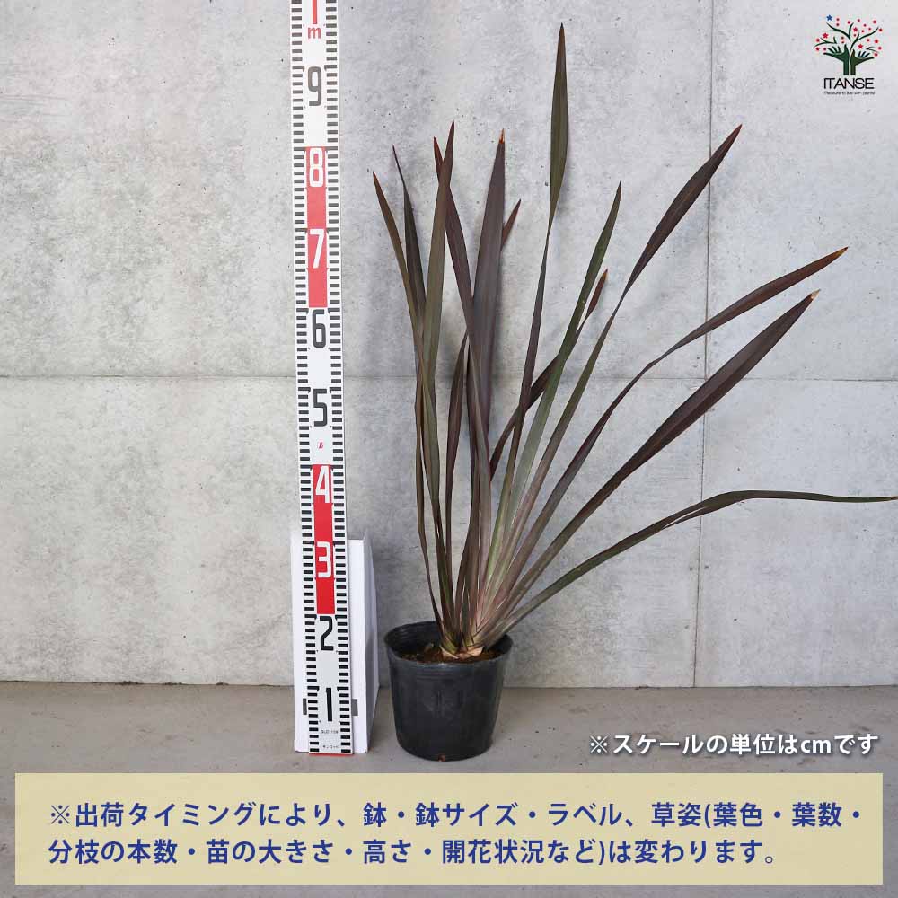 ニューサイラン(入才蘭) 銅葉【観葉植物 5～6号／1個売り】｜ 【植物の