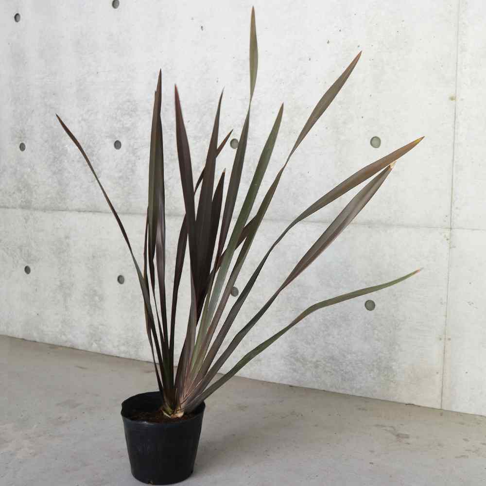 ニューサイラン(入才蘭) 銅葉の大苗【観葉植物 6号ポット／1個売り】