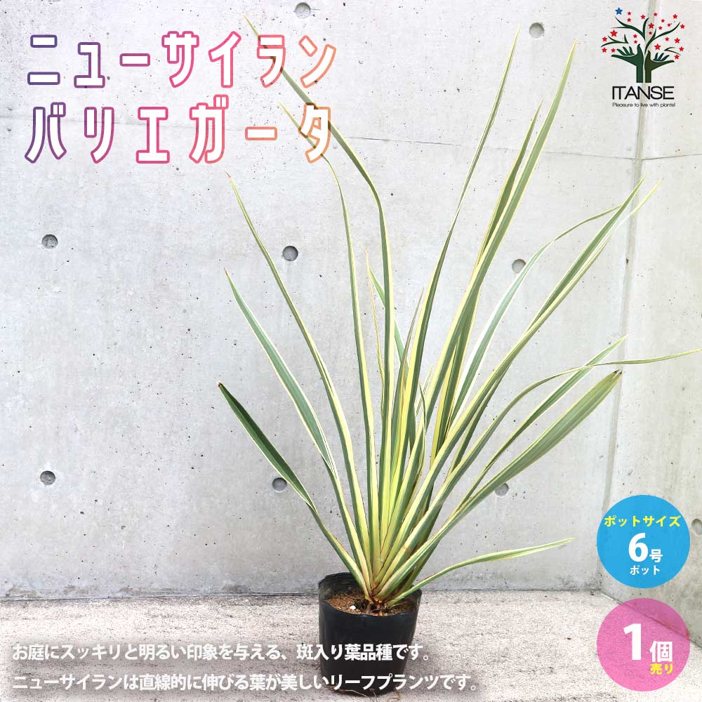 ニューサイラン(入才蘭) バリエガータの大苗【観葉植物 6号ポット／1個売り】