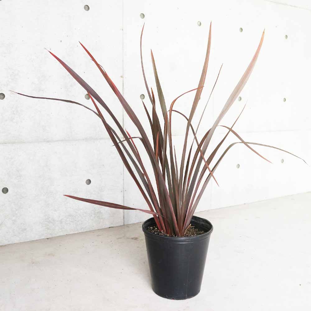 ニューサイラン(入才蘭) 銅葉の大苗【観葉植物 8号ナーセリーポット大苗／1個売り】