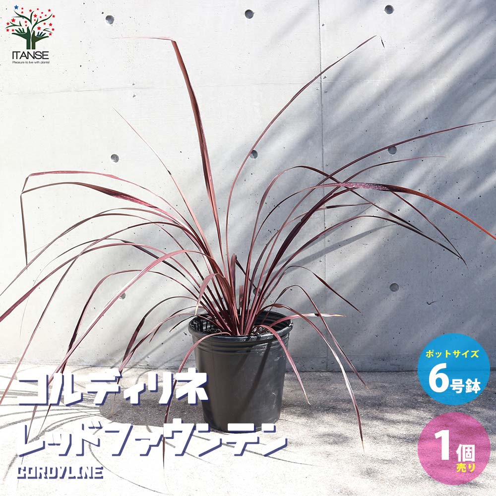 コルディリネ・レッドファウンテン【観葉植物 9号ナーセリーポット大苗／1個売り】