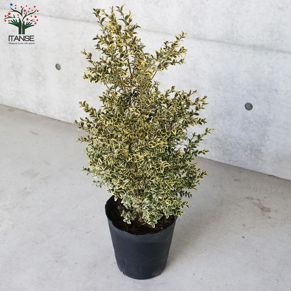 ツゲの木の置物 楽天市場】弁財天 木彫り彫刻 弁天様 木彫 玄関 置物 置き物 オブジェ