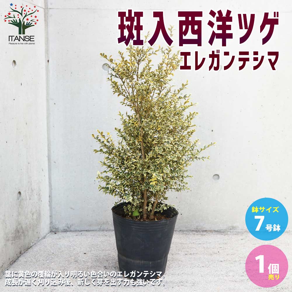 斑入西洋ツゲ・エレガンテシマ【庭木 7号ポット大苗／1個売り