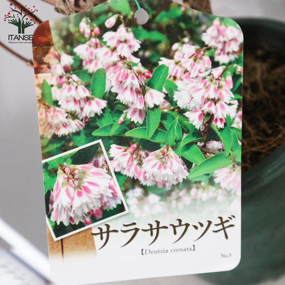 更紗ウツギ (サラサウツギ) 【庭木 5号鉢／1個売り】｜ 【植物の