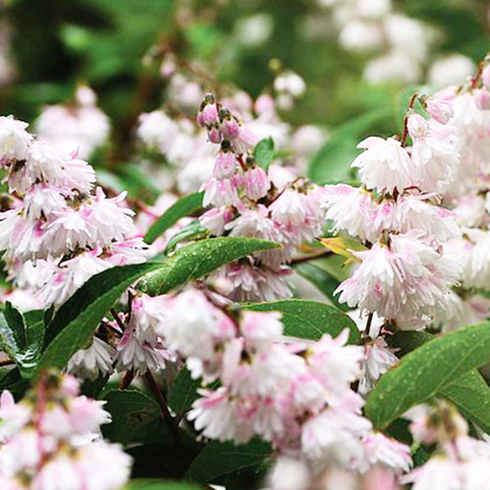 更紗ウツギ (サラサウツギ) 【庭木 5号鉢／1個売り】