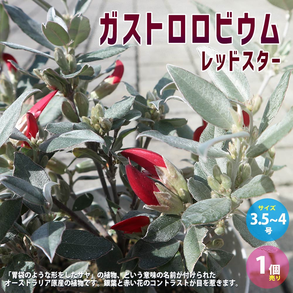 ガストロロビウム・レッドスター 【庭木 3.5～4号鉢／1個売り】