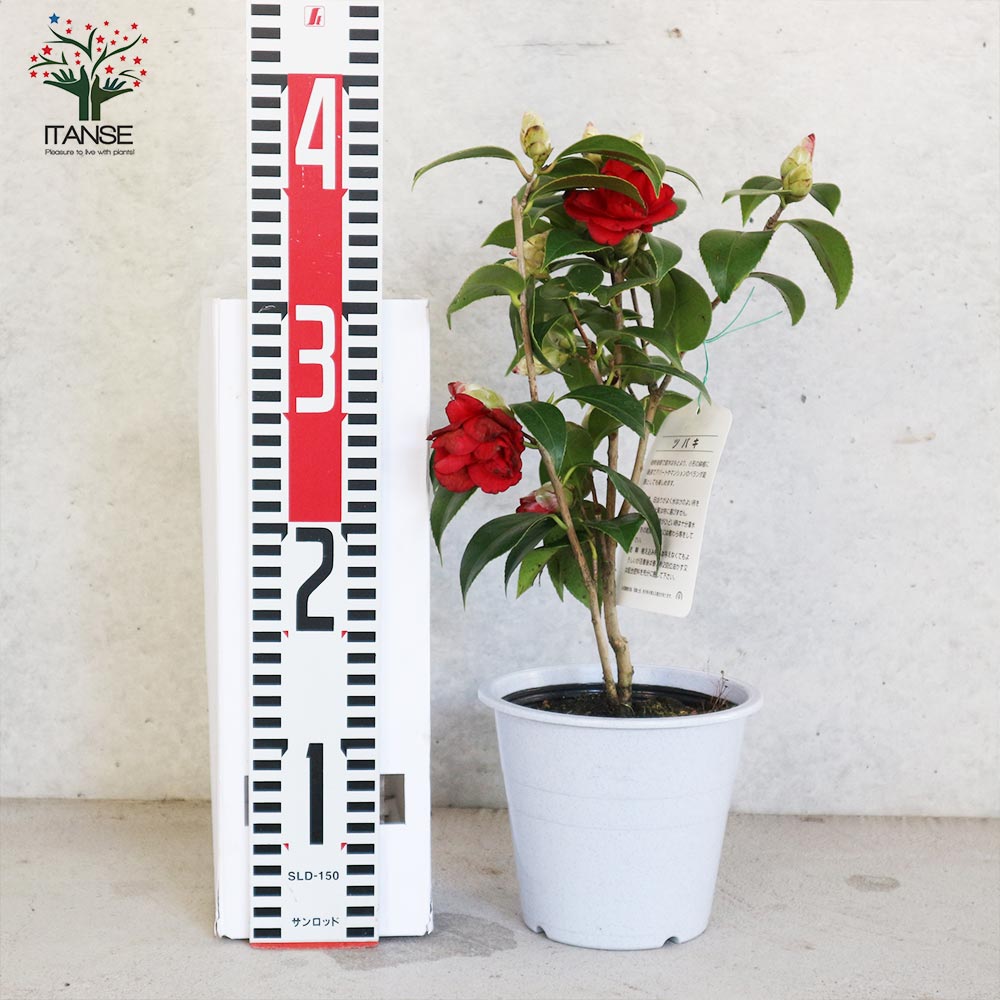 椿・紅月 大苗 樹高のみで85㌢ Weblog 「和みの庭」: ツバキ 朱月 シュゲツ