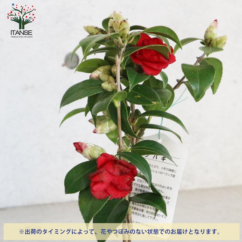 紅菊月 べにきくづき 椿 椿 佐渡侘助 | Camellia japonica 'sado-wabisuke'