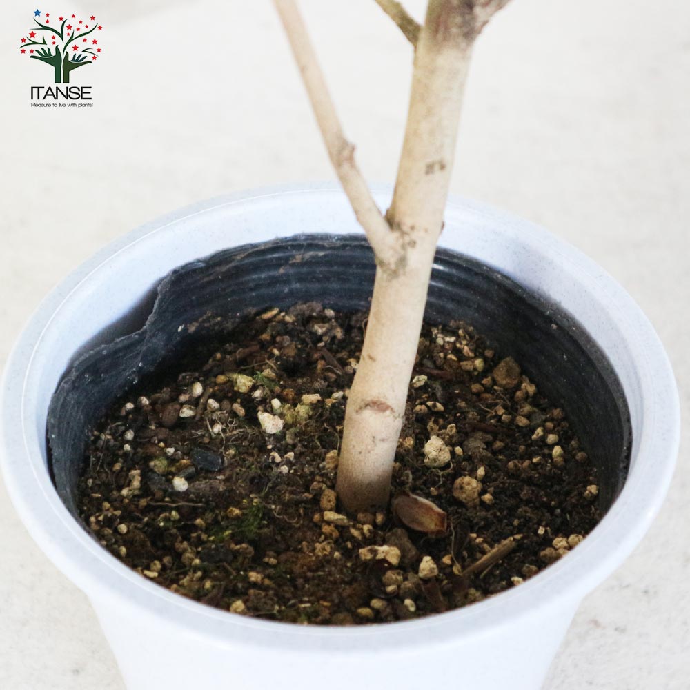 椿(ツバキ)の苗木 品種：Kサワダ【庭木 4.5号鉢／1個売り】｜ 【植物の