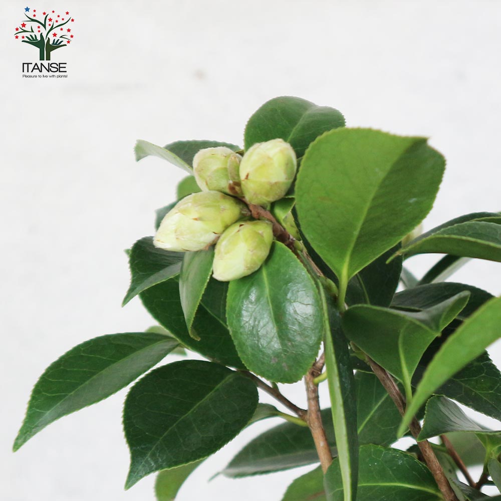 椿さん専用 椿（ツバキ）：くす玉4号ポット の通販 | 園芸ネット