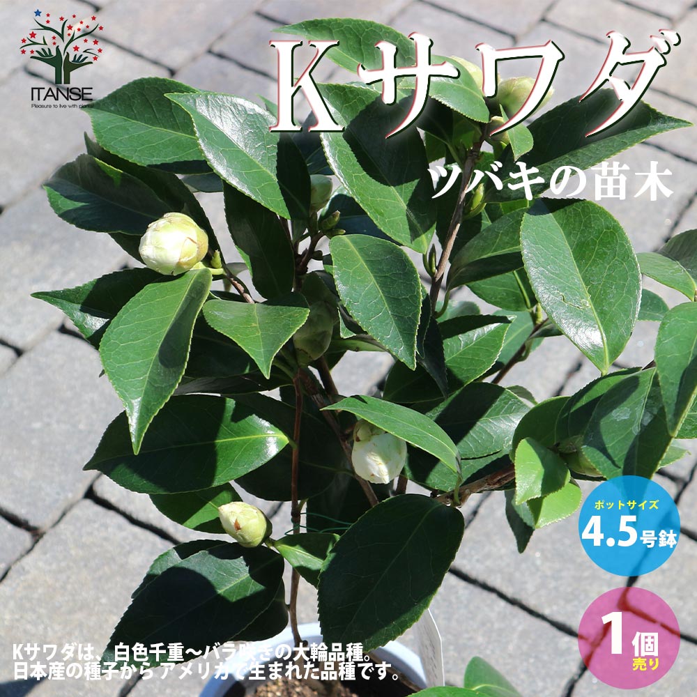 椿 椿「覆輪江戸錦（Fukurin-edonishiki）」「白牡丹（Hakubotan