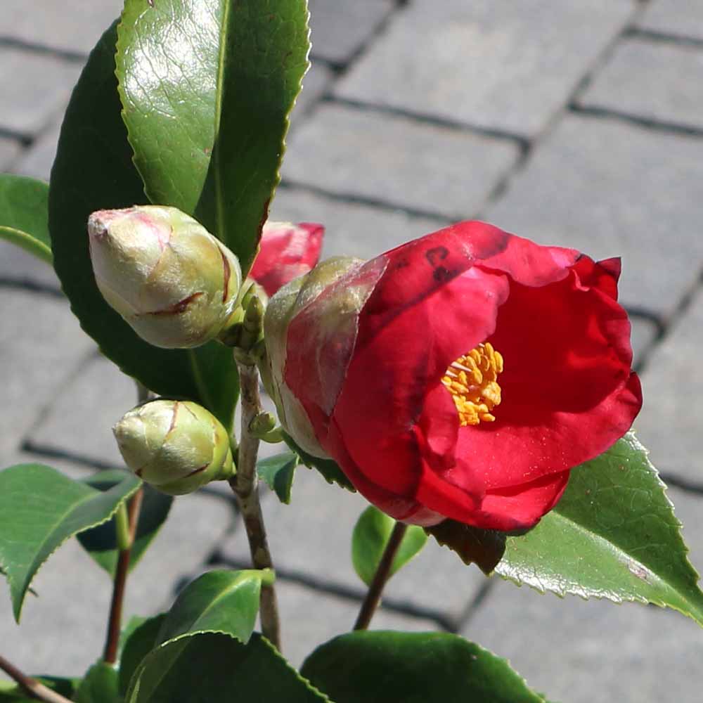 椿(ツバキ)の苗木 品種：長楽(チョウラク、オサラク)【庭木 4.5号鉢／1個売り】