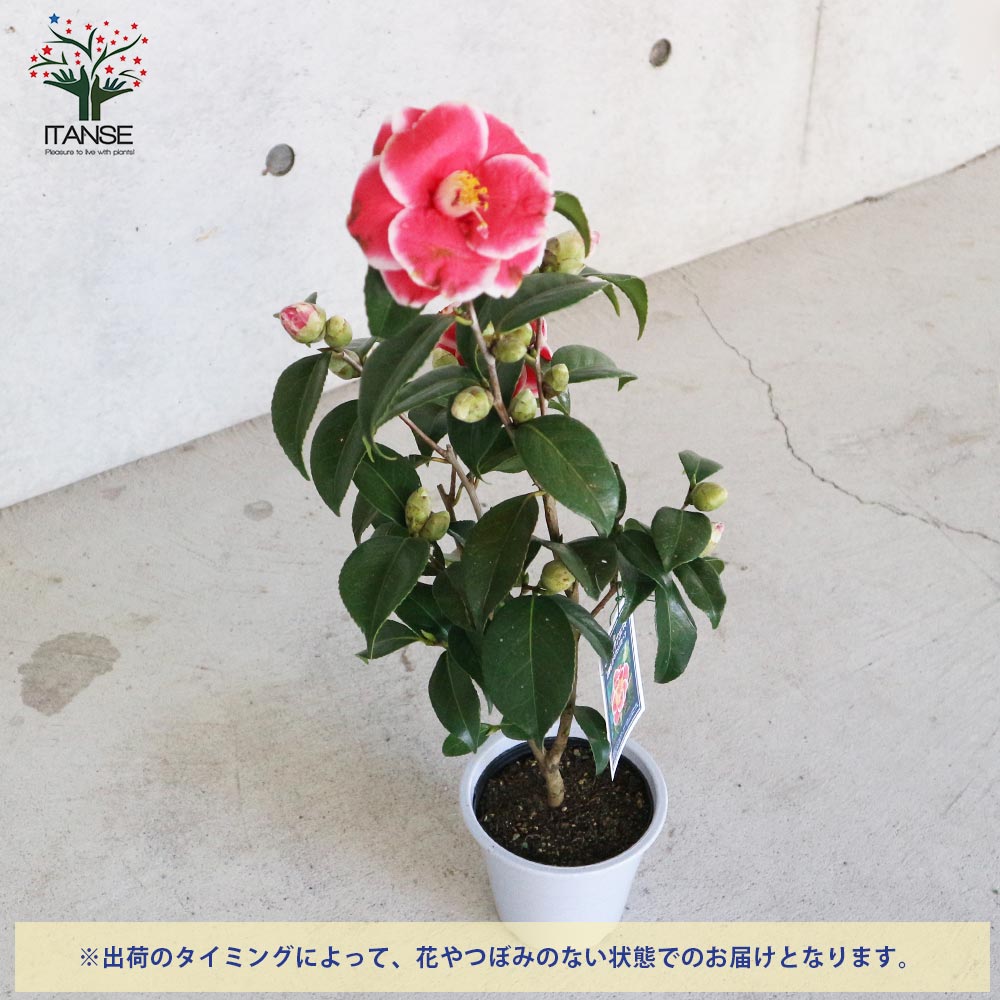 タマアメリカーナ 洋種椿 低