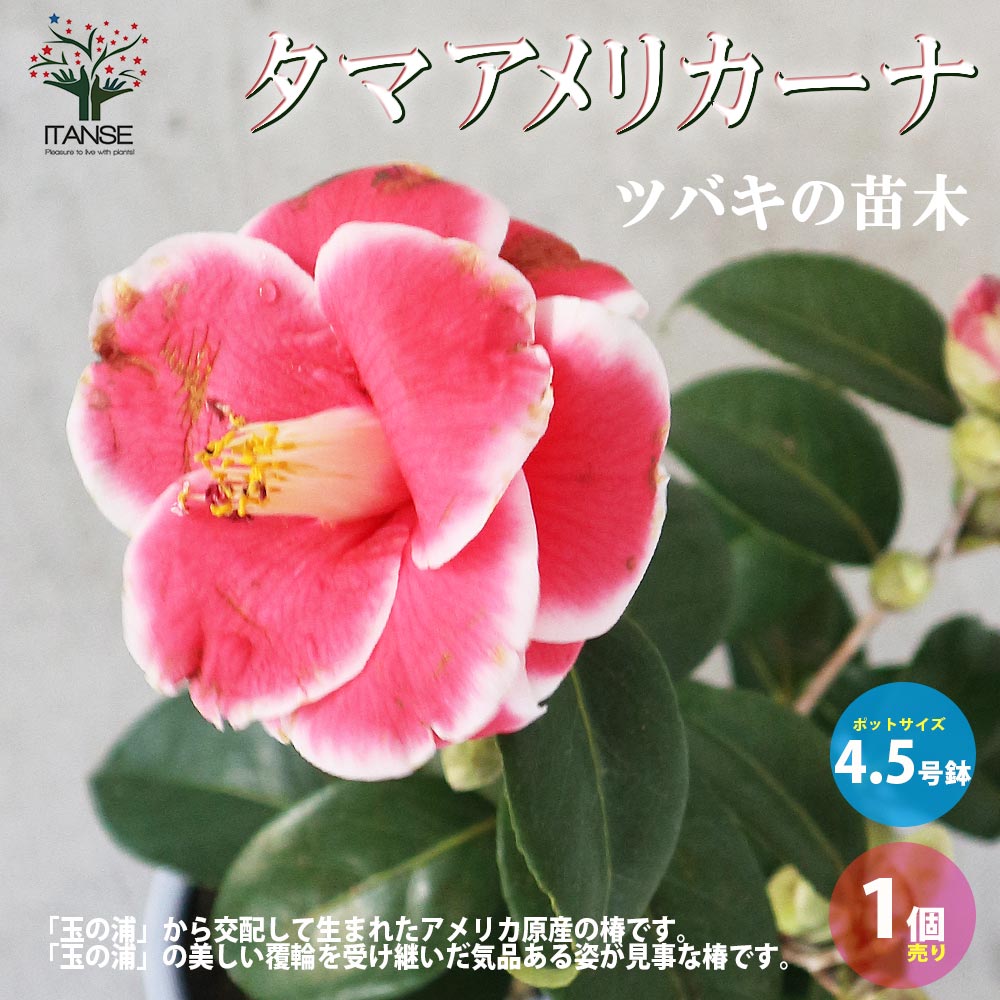 椿(ツバキ)の苗木 品種：タマアメリカーナ【庭木 4.5号鉢／1個売り】