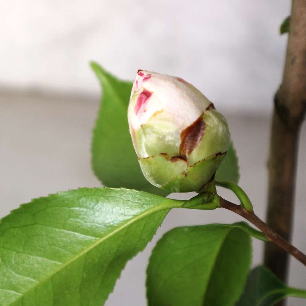 椿(ツバキ)の苗木 品種：松波(マツナミ)【庭木 4.5号鉢／1個売り】