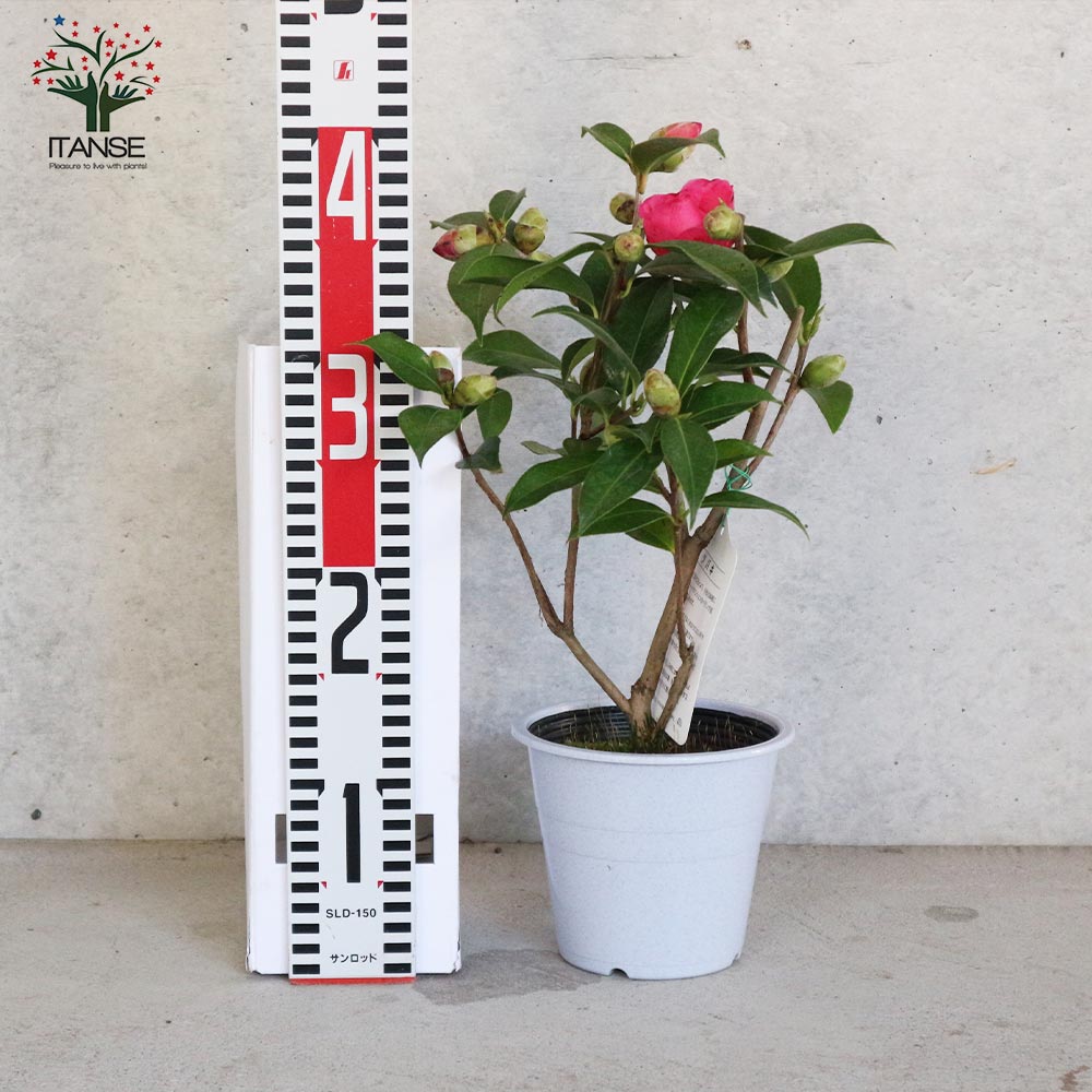 椿(ツバキ)の苗木 品種：ババラーク【庭木 4.5号鉢／1個売り