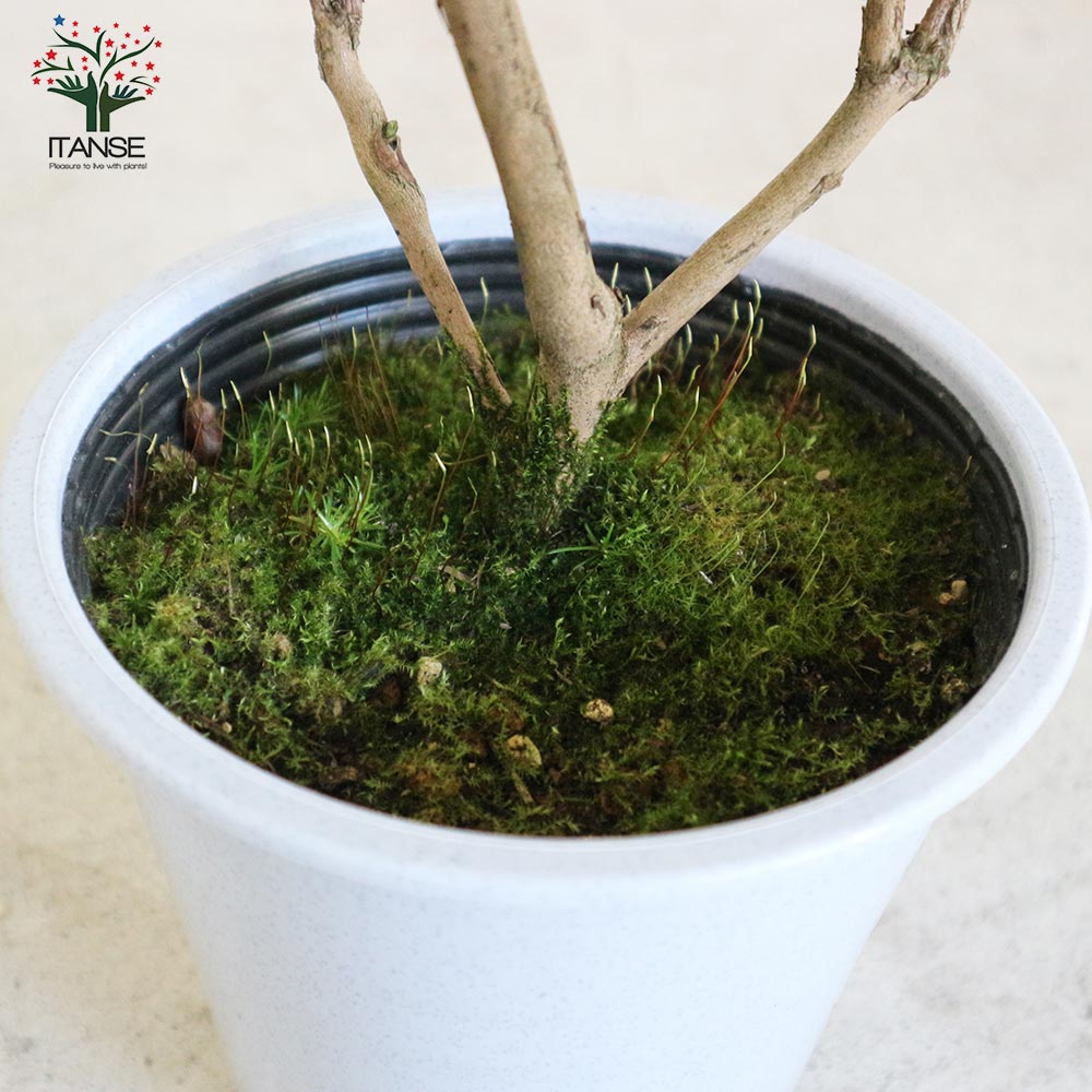 剪定 フラワー・ガーデニング 盆栽 黒い鉢 緑の葉つばき盆栽