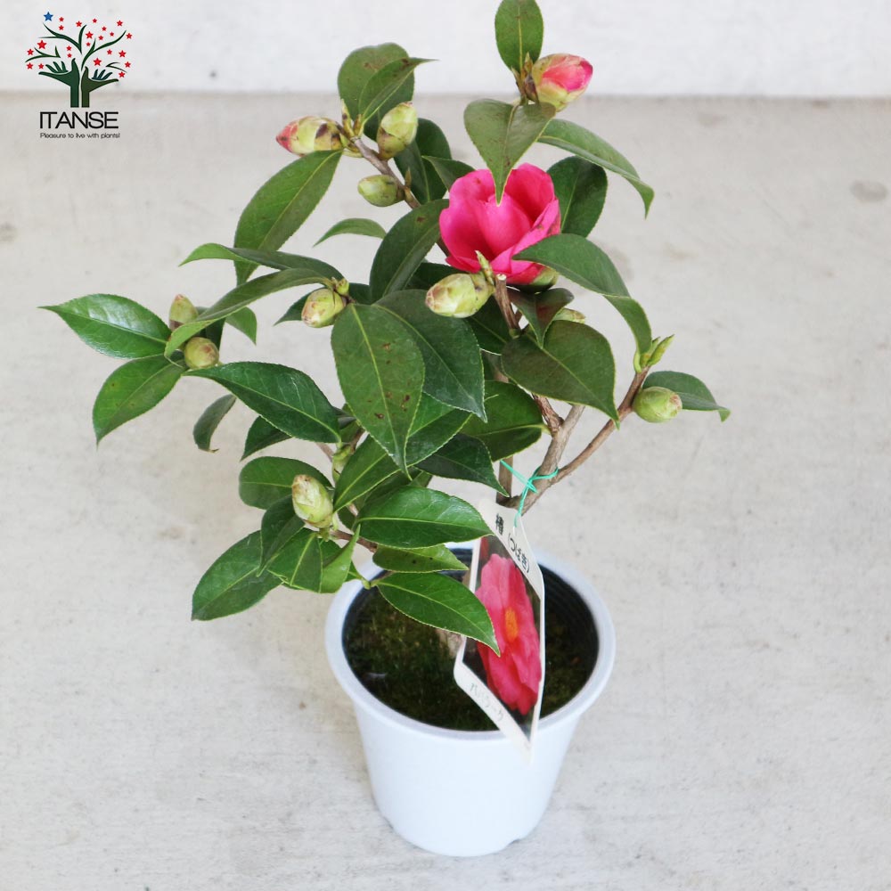 椿(ツバキ)の苗木 品種：ババラーク【庭木 4.5号鉢／1個売り