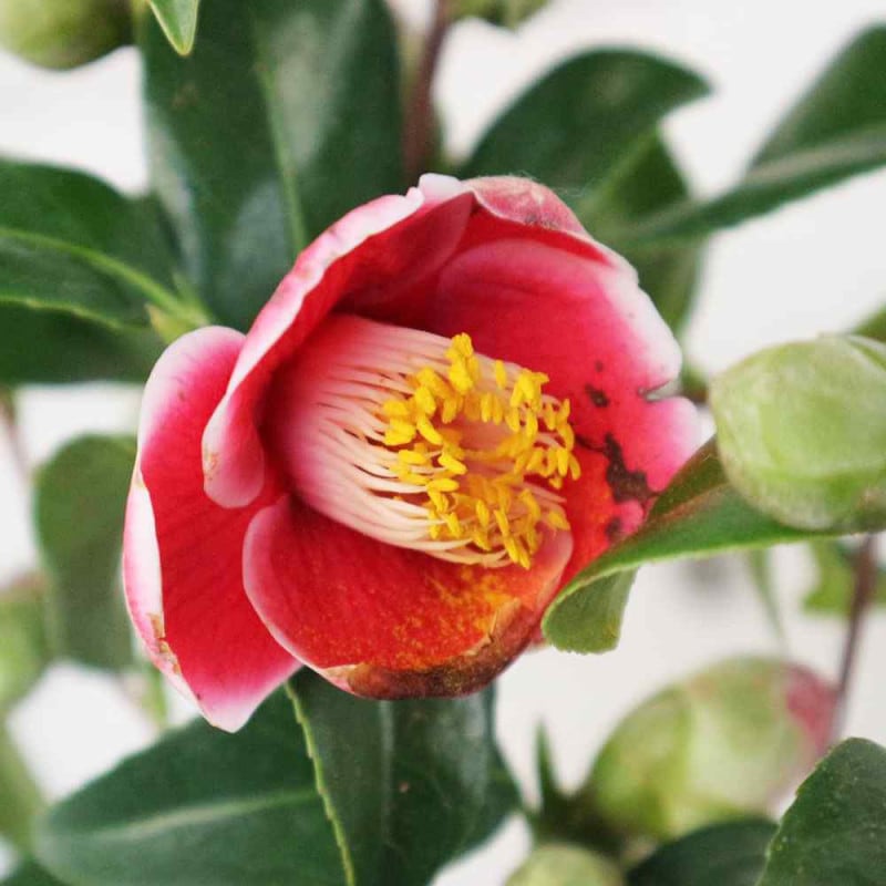 椿(ツバキ)の苗木 品種:紅卜伴(ベニボクハン) 【庭木 4号ポット苗／1個