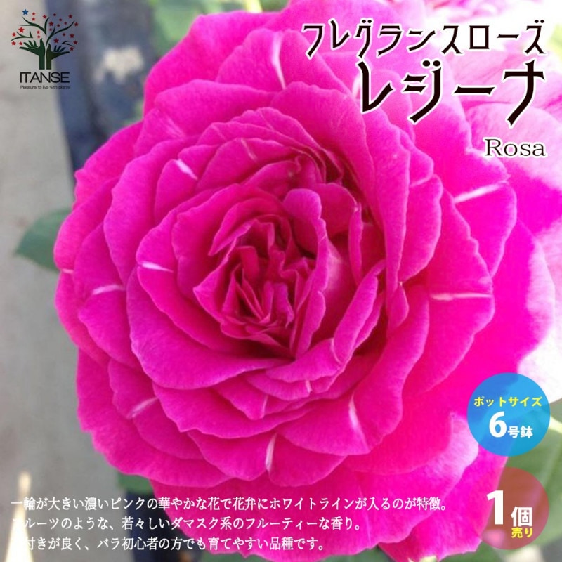 薔薇の苗 ライラックタイム (四季咲きハイブリッドティーローズ)【花苗