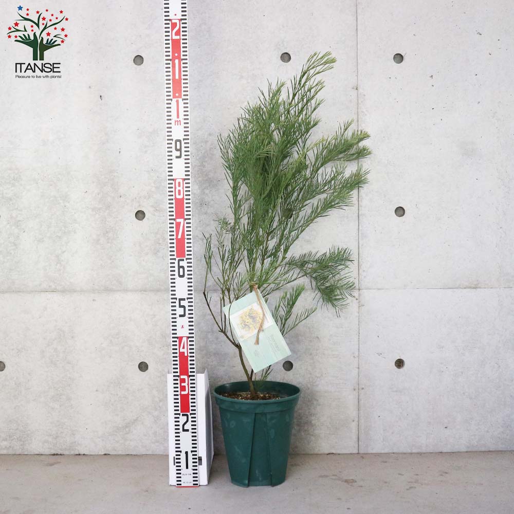 アカシア スノーウィーリバー/131 【公式通販】