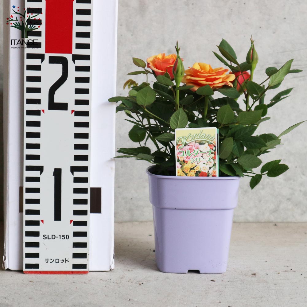 アレキサンドラ・コルダナ【花苗 3.5号鉢 ミニバラ／1個売り