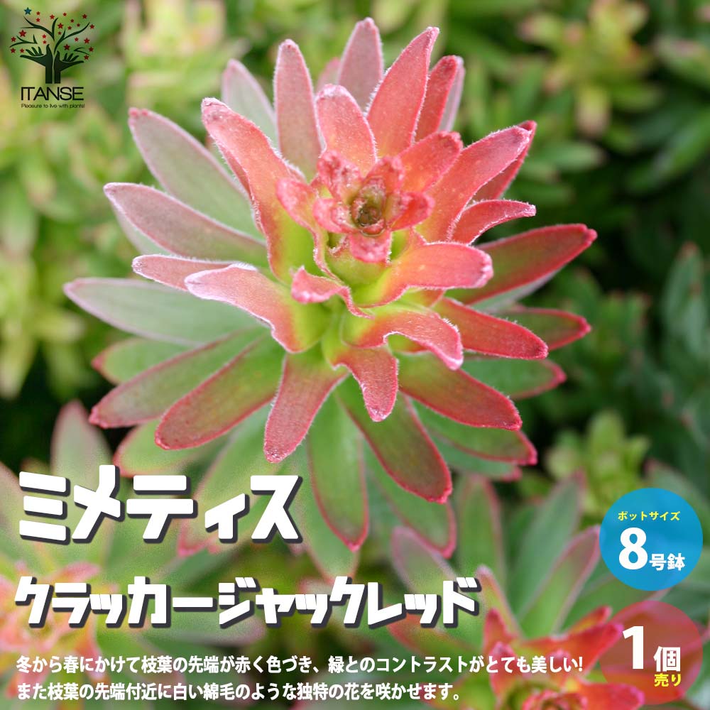 ミメティス・クラッカージャックレッド【庭木 8号鉢大苗／1個売り】