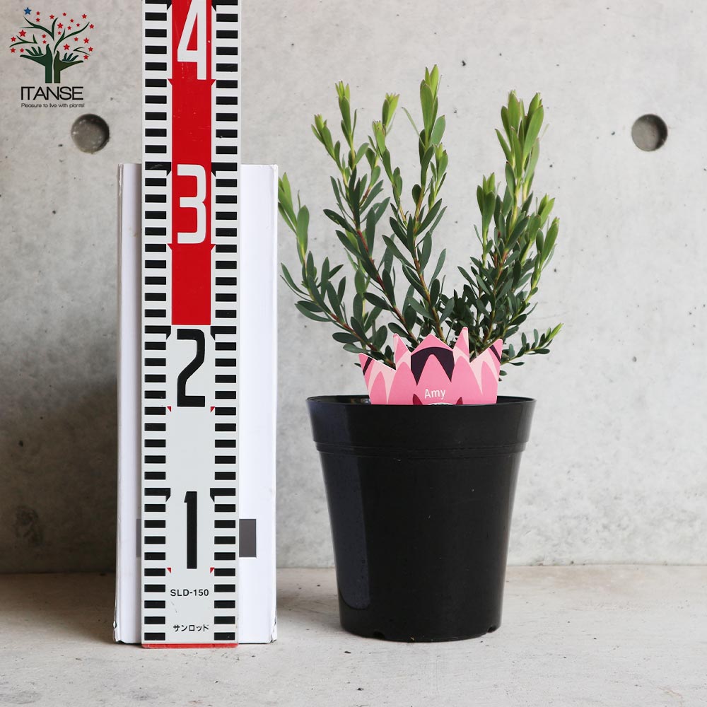 リューカデンドロン・エイミー(アミー)【庭木 5号鉢／1個売り