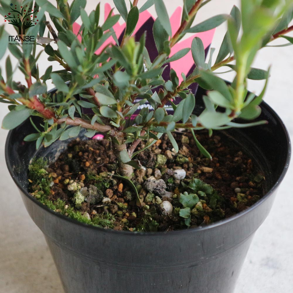 リューカデンドロン エイミー ファイバー鉢 お皿付き リューカデンドロン エイミー ファイバー鉢 お皿付き リューカ