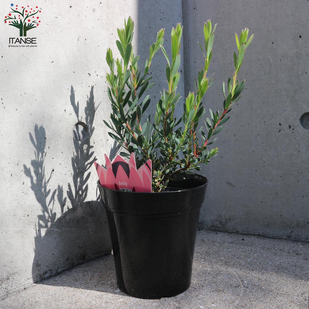 リューカデンドロン・エイミー(アミー)【庭木 5号鉢／1個売り