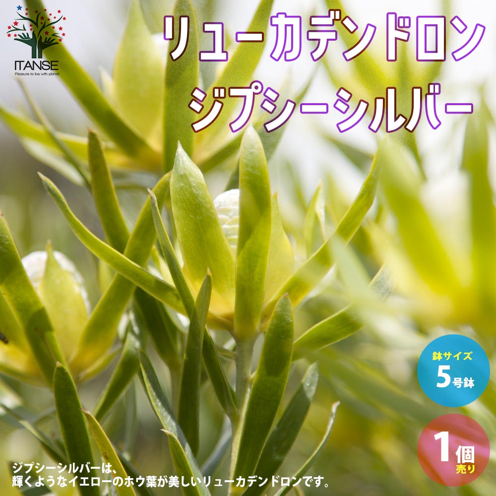 リューカデンドロン・ジプシーシルバー 【庭木 5号鉢／1個売り】