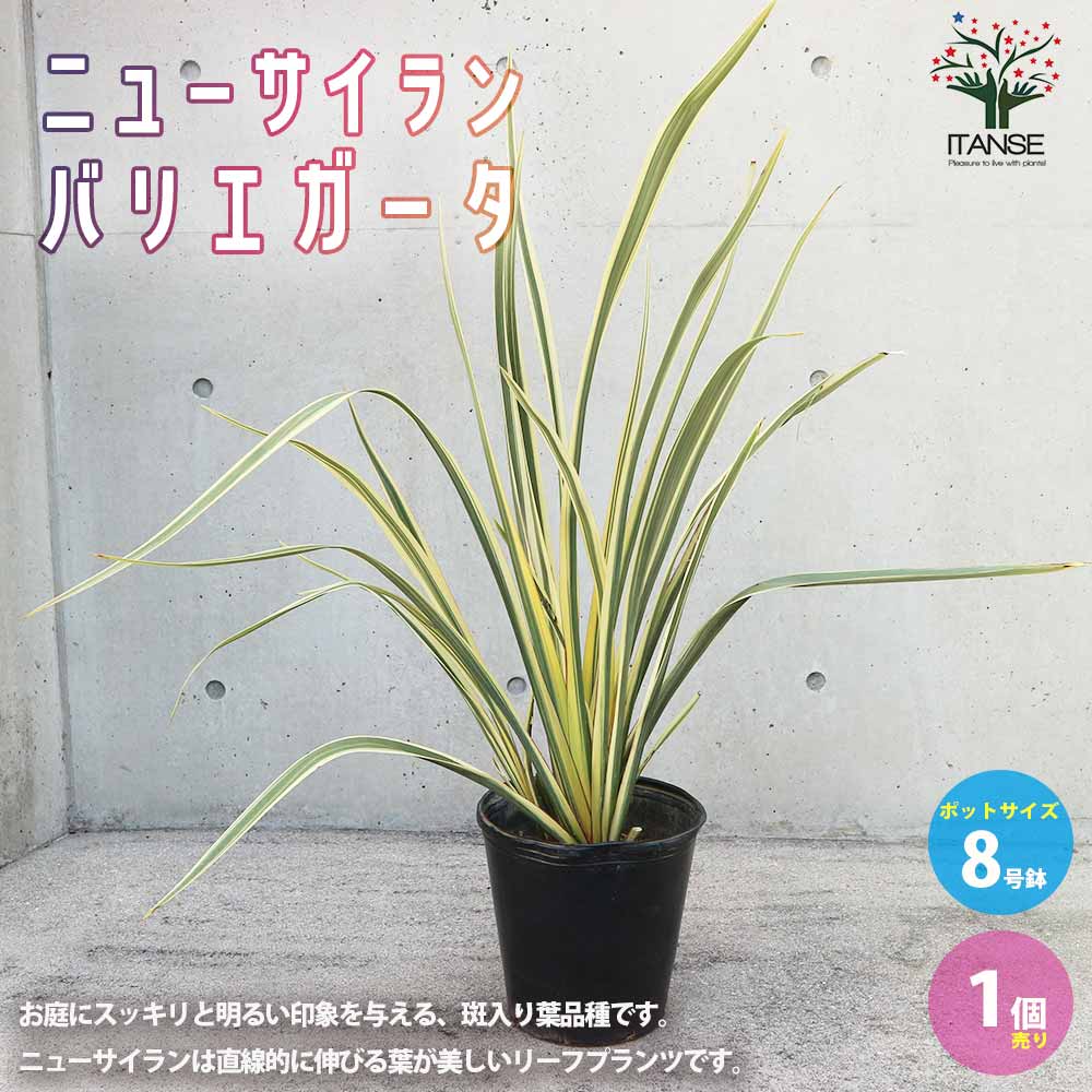 ニューサイラン(入才蘭)・バリエガータ【花苗 8号ナーセリーポット大苗 多年草カラーリーフ・オーナメンタルプランツ苗／1個売り】