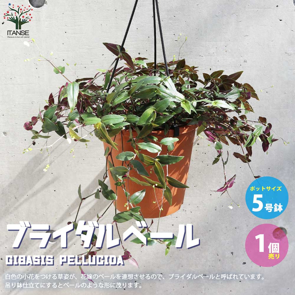 観葉植物 ブライダルベール【観葉植物 5号吊鉢／1個売り】