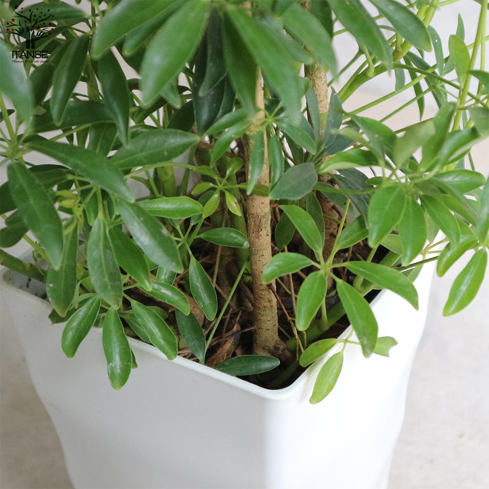 観葉植物 シェフレラ・アルボリコラ・コンパクタ【観葉植物 7号鉢／1個