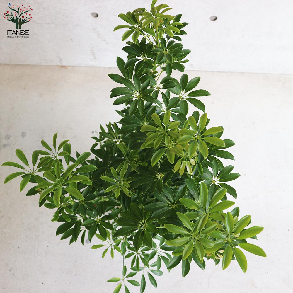 観葉植物 シェフレラ・アルボリコラ・コンパクタ【観葉植物 7号鉢／1個