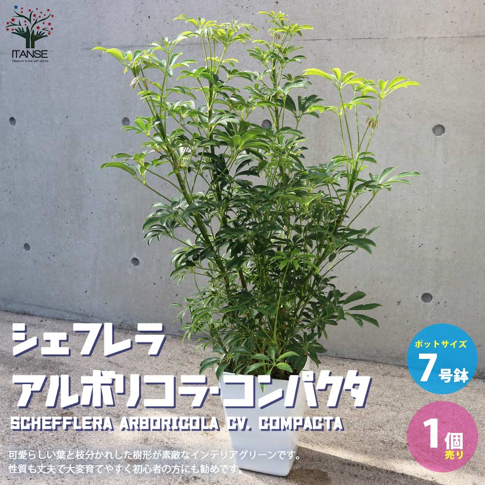 観葉植物 シェフレラ・アルボリコラ・コンパクタ【観葉植物 7号鉢／1個売り】