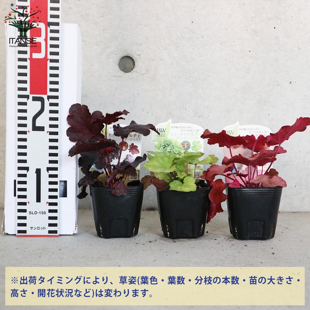 ヒューケラ・ドルチェ ”Aセット”メリハリカラーミックス【花苗9cm