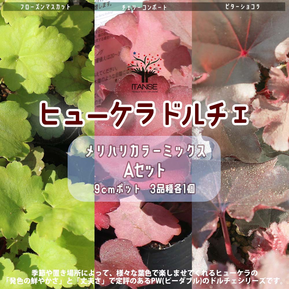 ヒューケラ・ドルチェ ”Aセット”メリハリカラーミックス【花苗9cmポット／3品種各1個 合計3個セット】