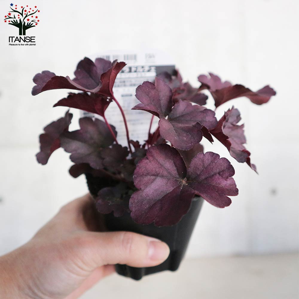 ヒューケラ・ドルチェ ”Bセット”やわらかカラーミックス【花苗9cm