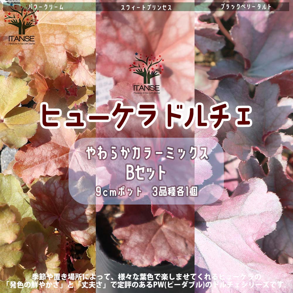 ヒューケラ・ドルチェ ”Bセット”やわらかカラーミックス【花苗9cmポット／3品種各1個 合計3個セット】