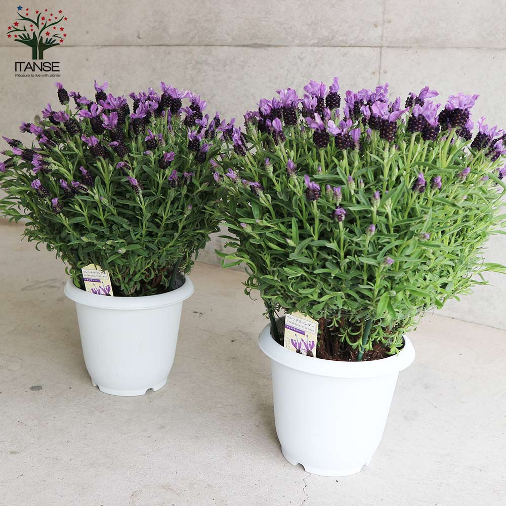 フレンチラベンダー ツインサマー【ハーブの苗7号鉢／1個売り