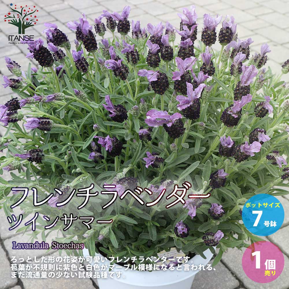 フレンチラベンダー ツインサマー【ハーブの苗7号鉢／1個売り】