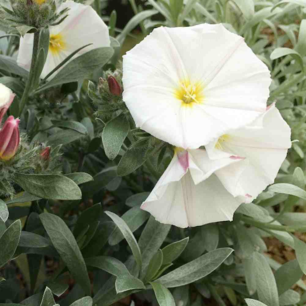 コンボルブルス・クネオルム【花苗 5号鉢／1個売り】