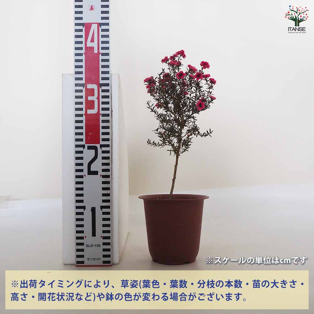 ギョリュウバイ 八重咲き ピンク花 スタンド仕立て【庭木 4号鉢／1個