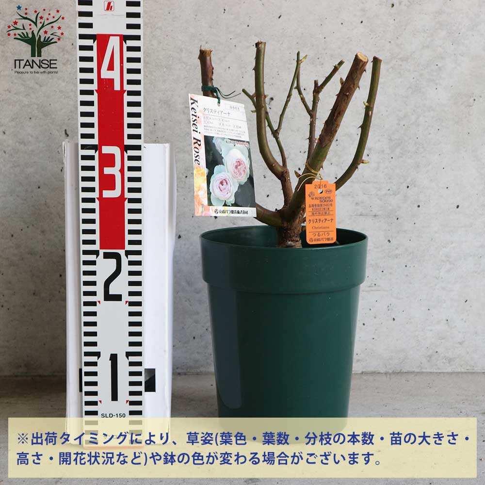 薔薇の苗 クリスティアーナ【花苗6号鉢 国産接ぎ木苗／1個売り