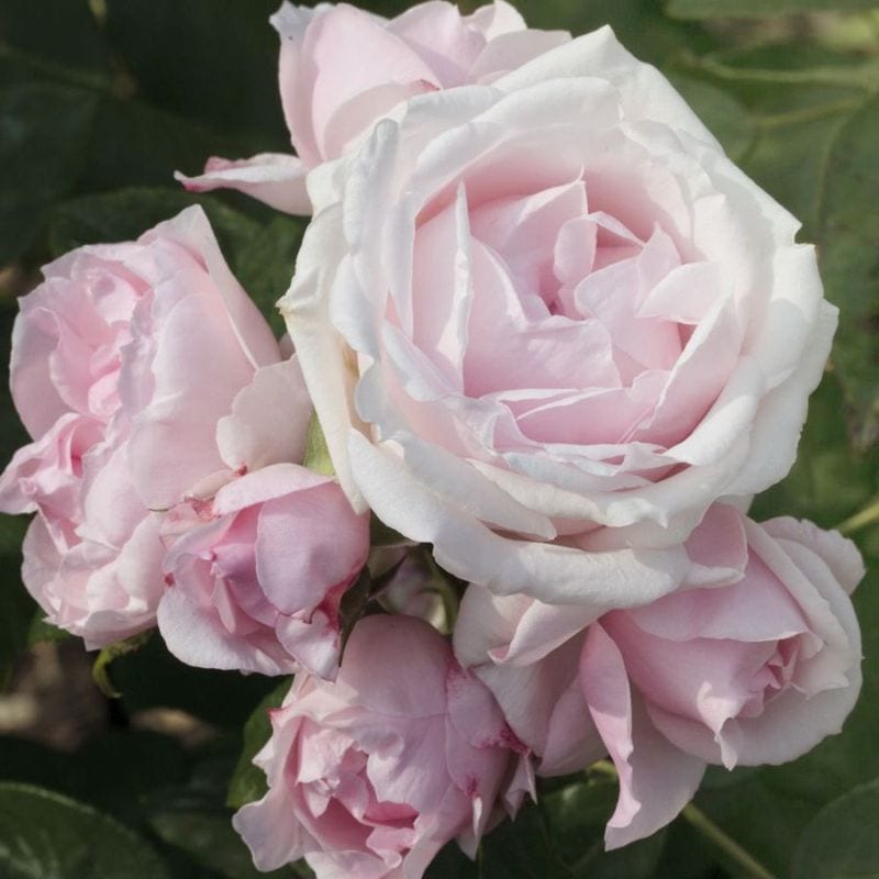 のんのん様確認用＊ドリフトローズ ピーチドリフト バラ苗 のんのん様