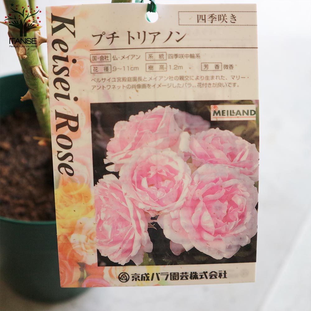 ♡NIINA様♡ご予約 バラ苗