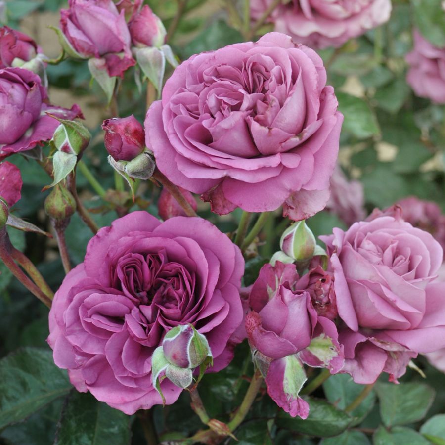 薔薇の苗 プラム パーフェクト【花苗6号鉢 国産接ぎ木苗／1個売り】