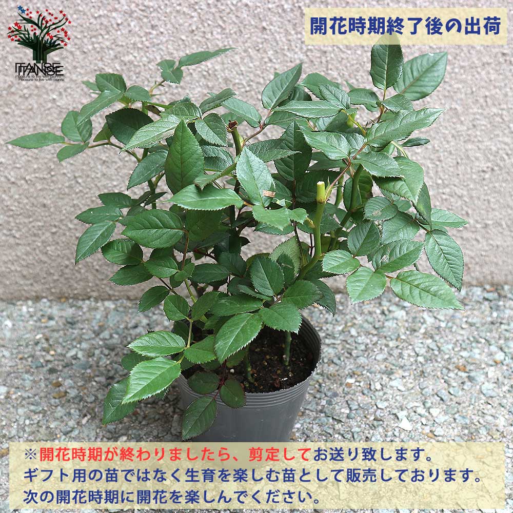 薔薇の苗 プラム パーフェクト【花苗6号鉢 国産接ぎ木苗／1個売り